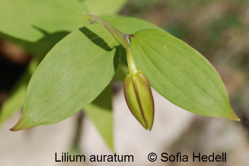 Lilium auratum, gullbandslilja